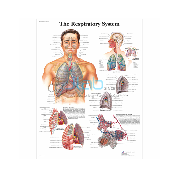 The Respiratory System Chart India, The Respiratory System Chart