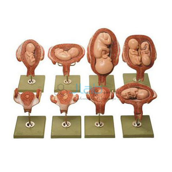 Gynae Models, Female Health, Utreus Models