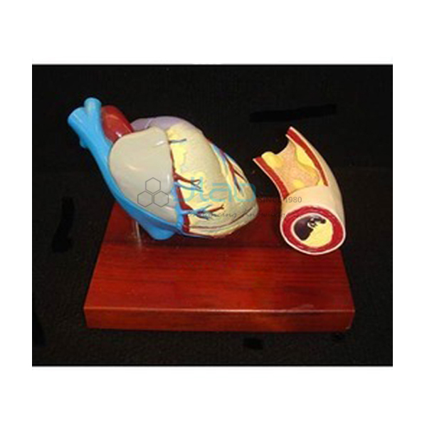 Heart and Artery Models