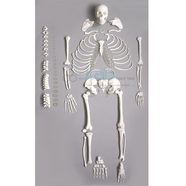 Skeletons For Medical Students