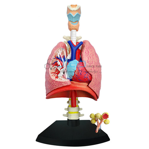 Heart and Lungs Model