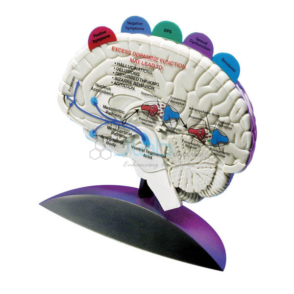 Brain Models, Neuro Models