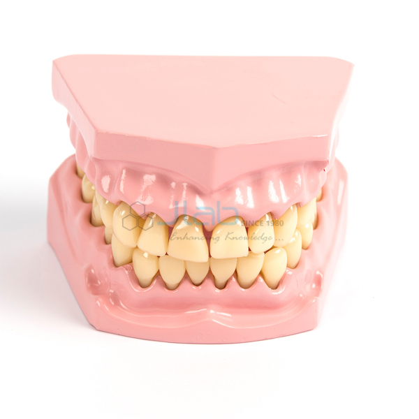 Dental Models