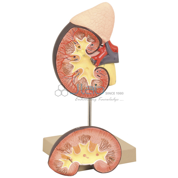 Kidney with Adrenal Gland Model