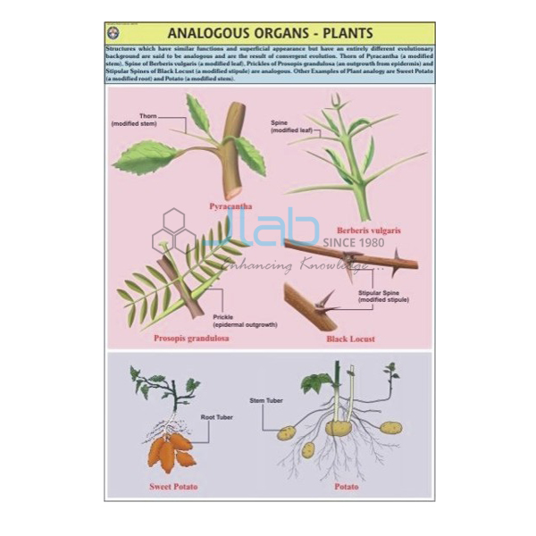 Analogous Organs