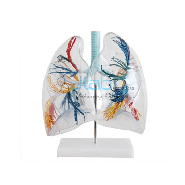 Transparent Lungs Segment Model