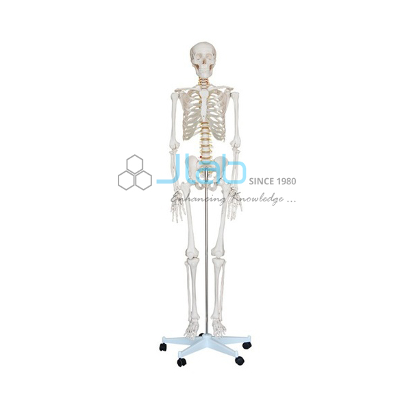 Transparent Human Skeleton Tall 85cm