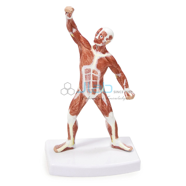 Muscular Figure 20cm Model