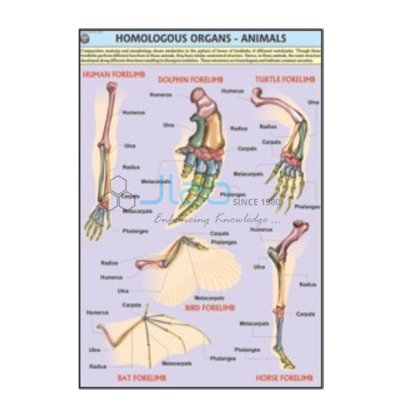 Organ Chart