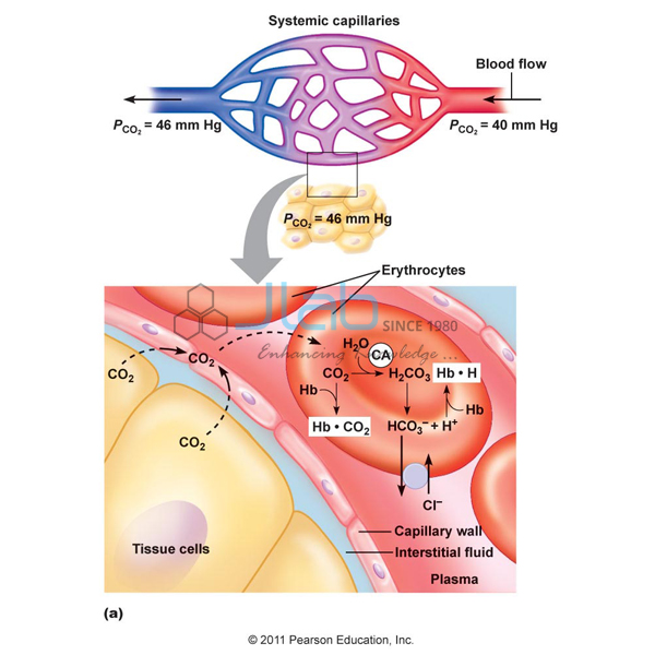 Haemoglobin Buffer System Model