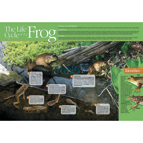 Life cycle of a Frog Poster