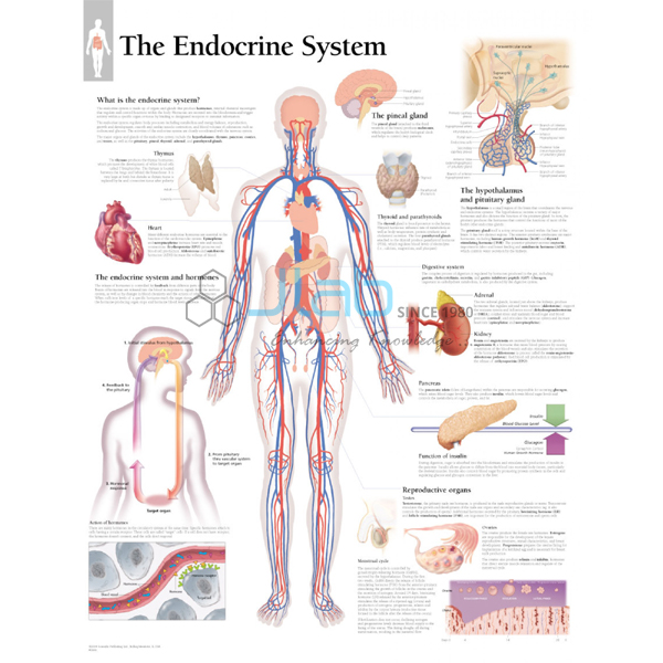 Endocrine System Chart