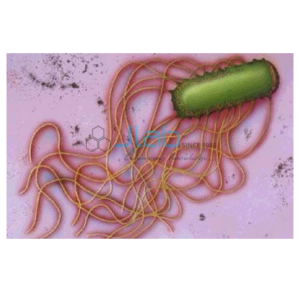 Escherichia and Salmonella Species Model