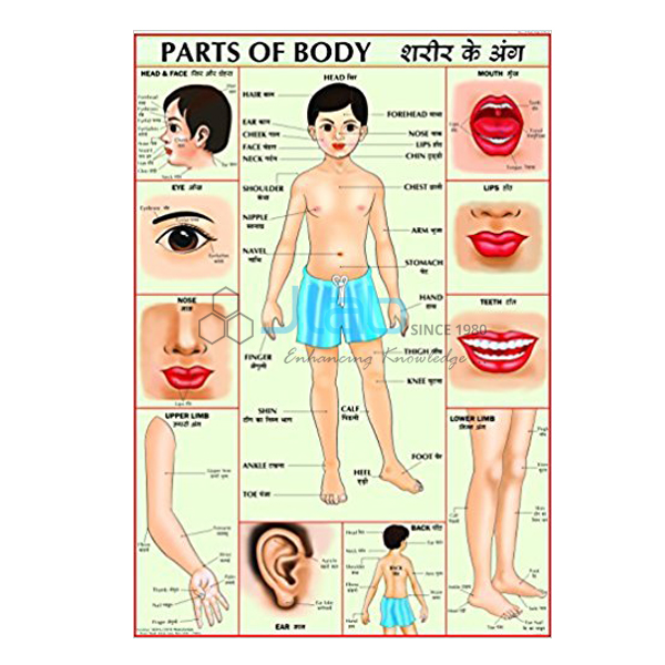 Parts of Body Chart