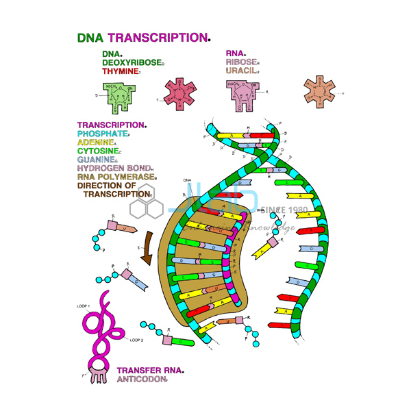 DNA Transcription Model