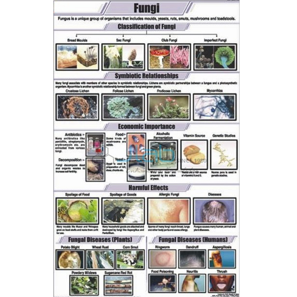 Fungi Chart