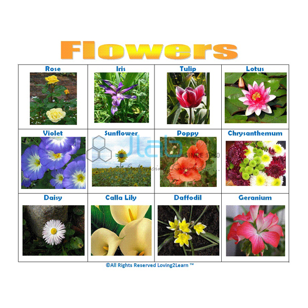 Flowers Chart