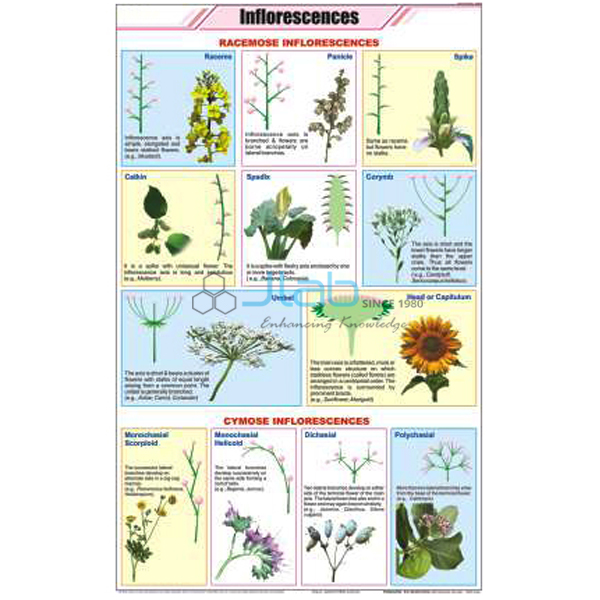 Inflorescences Chart