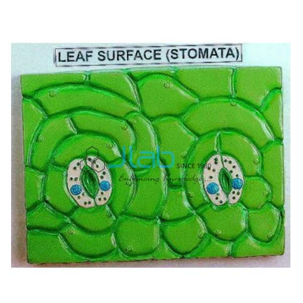 Stomata Leaf Prepared Slide