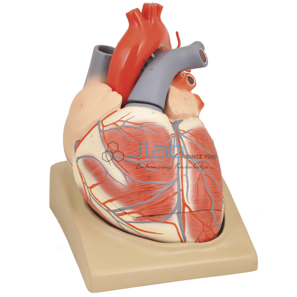 Heart Model