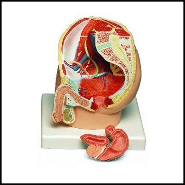 Human Male Pelvis Section 2 Part