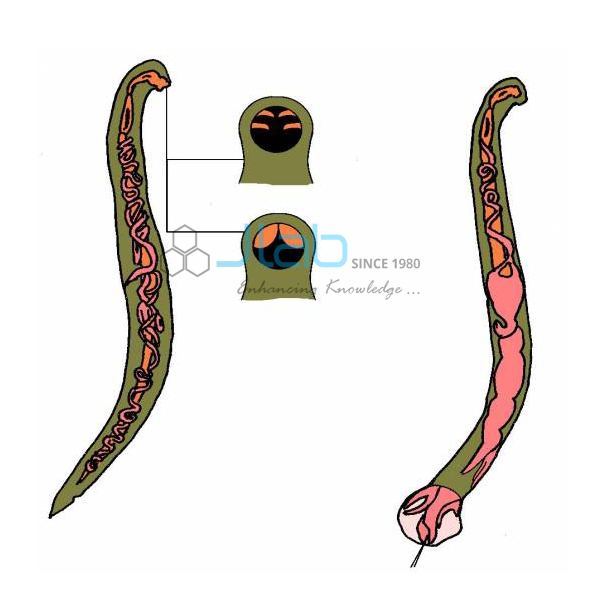 Hook Worm Male Female Model