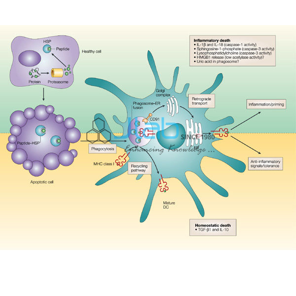 Antibody Antigen Complex Model
