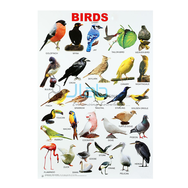 Birds Chart