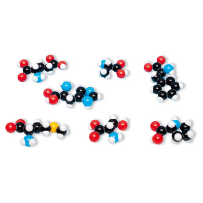 7 Amino Acid Collection Molecular Model
