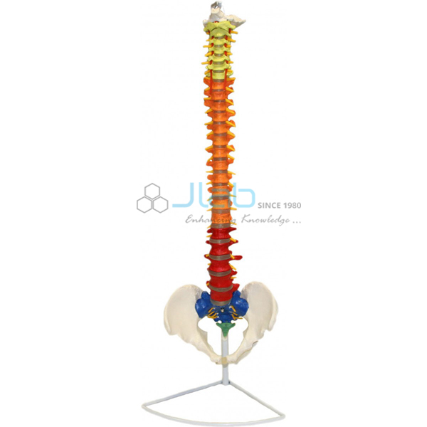 Color Coded Region Flexible Spinal Column