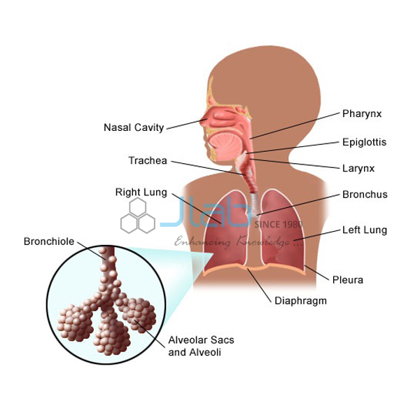 Aerosol Impact Respiratory System Model