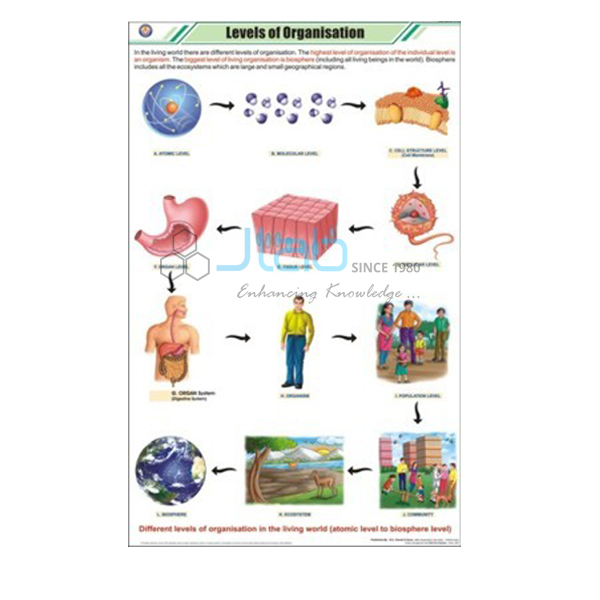 Levels Of Organization Chart