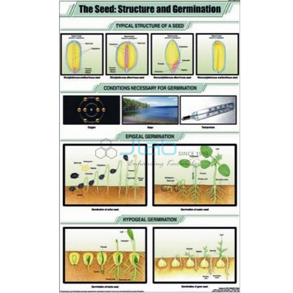 The Seed: Structure and Germination Chart