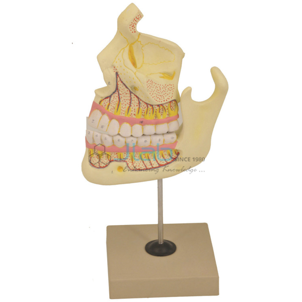 Human Upper and Lower Jaw Model