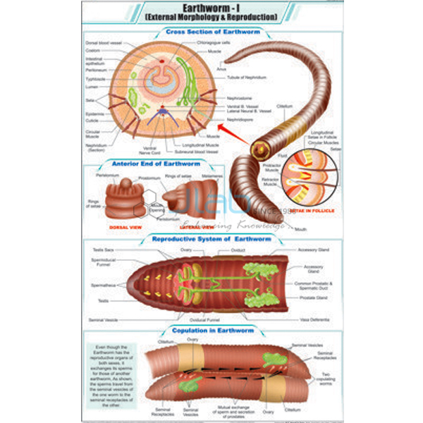 Earthworm - I External Morphology and Reproduction Chart