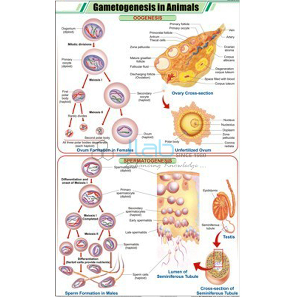 Gametogenesis in Animals Chart