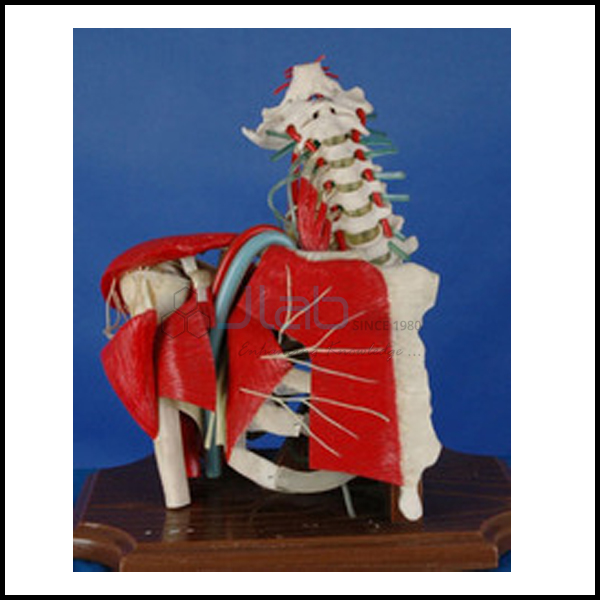 Shoulder With Muscles And Spines Model