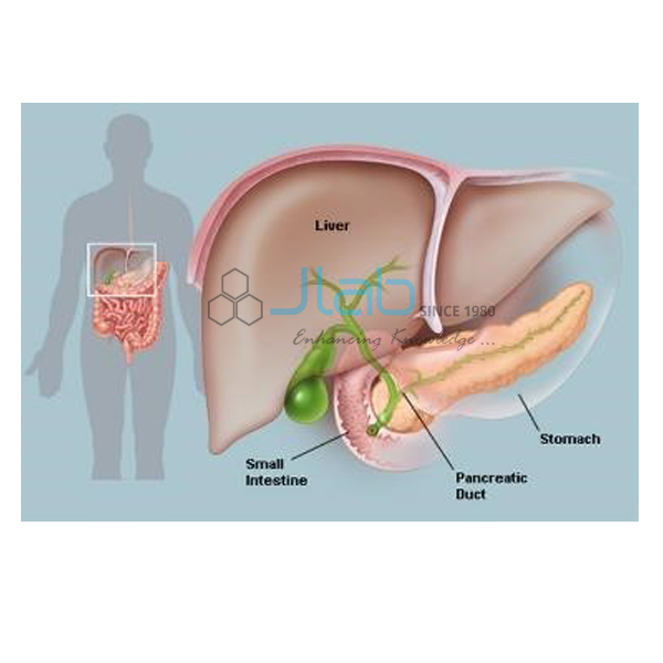 Pancreas Anatomy Model