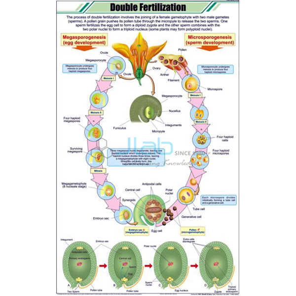 Double Fertilization Chart
