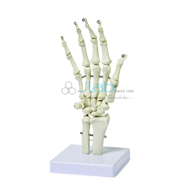 Hand Bone Model