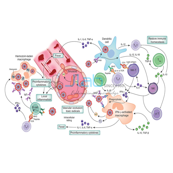 Induction of Immune Response Model