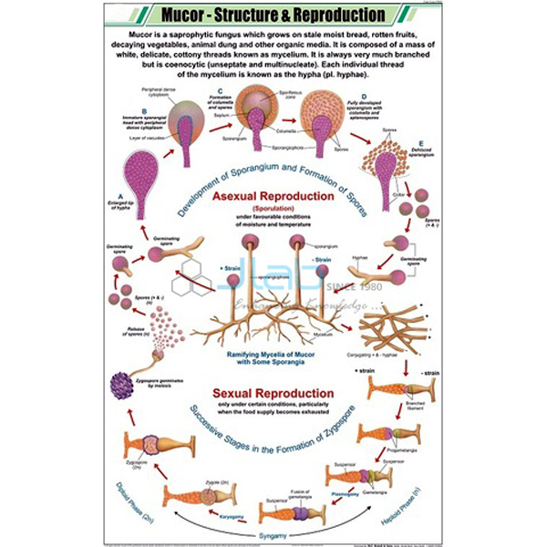 Mucor Chart