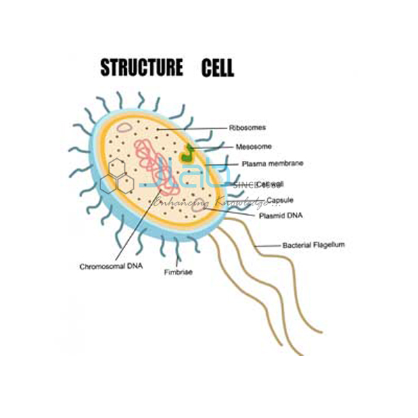 Bacteria Cell and Cell Wall Model