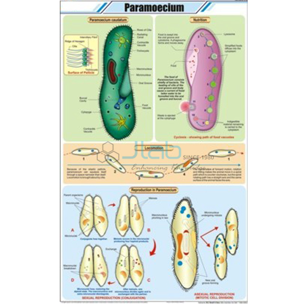 Paramoecium Chart