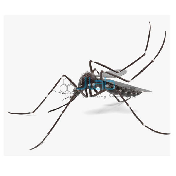 Aedes Aegypti Model