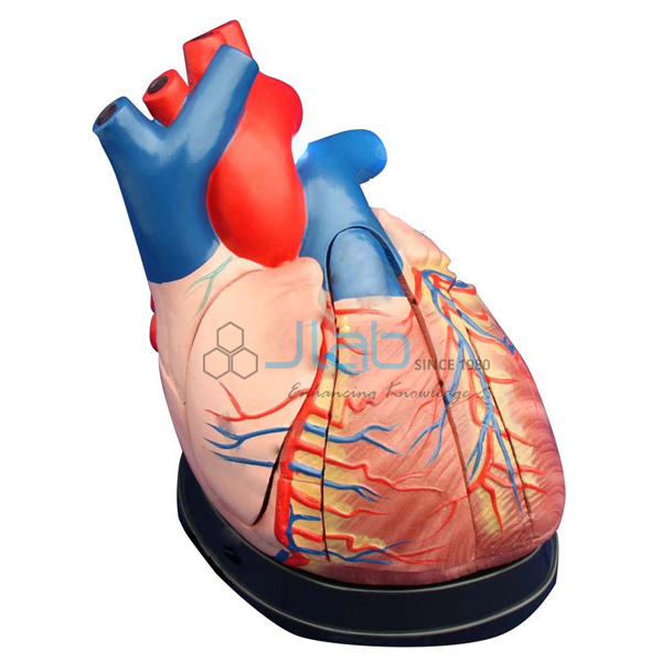 Heart Anatomy Model