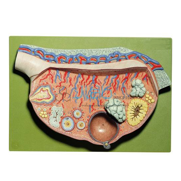 Model of Ovary Model