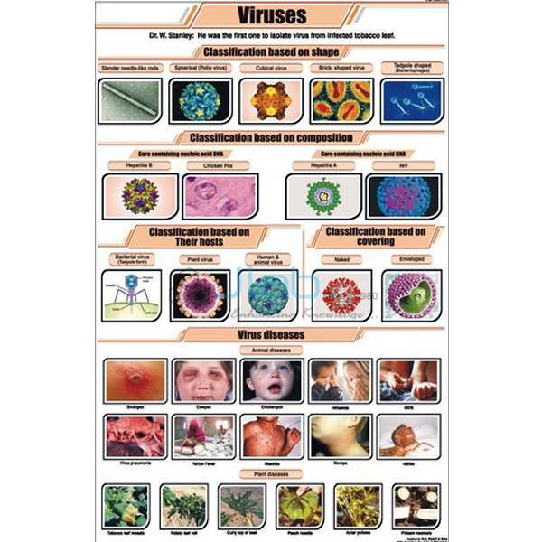 Viruses Chart