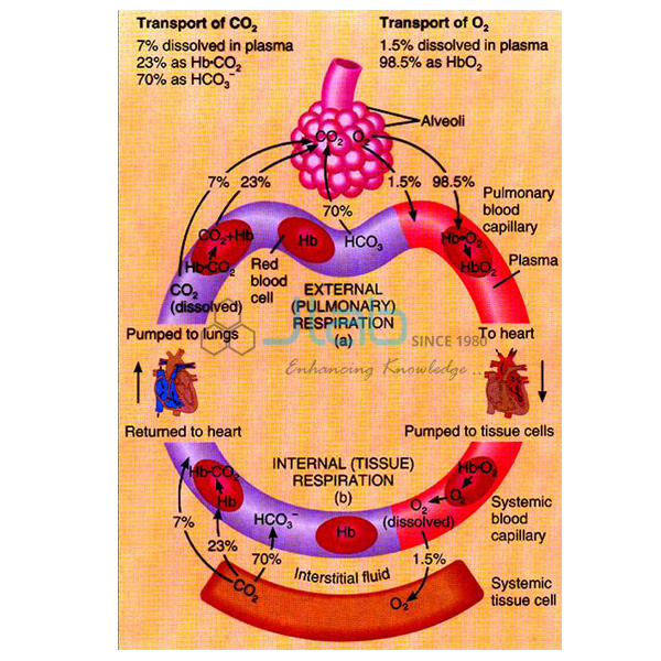 Haemoglobin Model