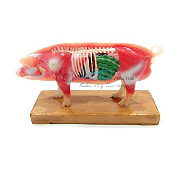 Pig Acupuncture Model